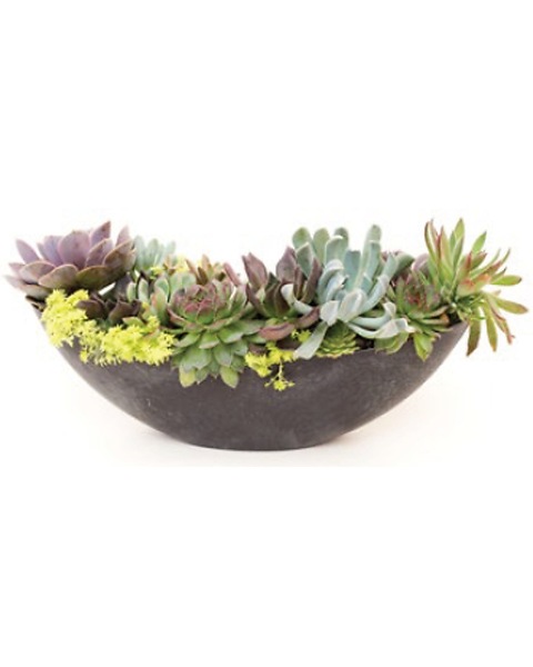perlite for succulents Perlite – Surreal Succulents main image 0