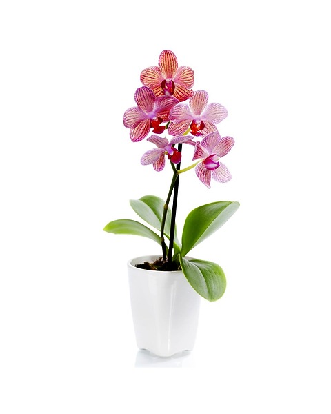 Potted Orchid Plant in Norristown PA - Penny's By Plaza Flowers