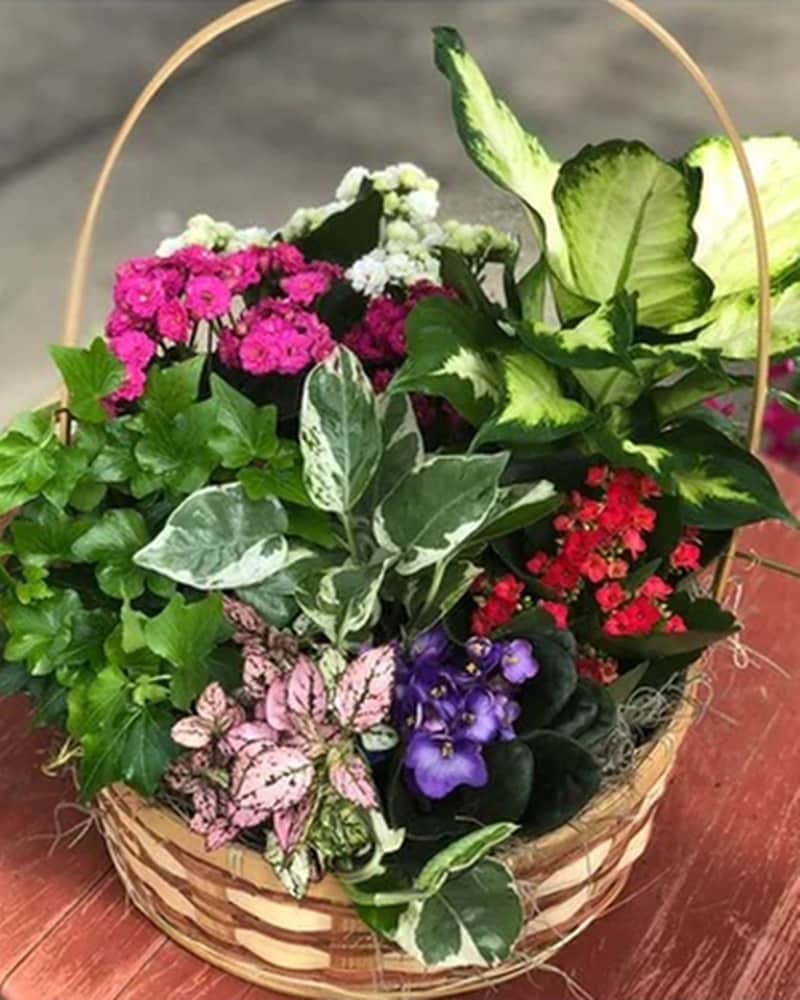 Flowering Plant Basket delivered in Philadelphia- Penny's By Plaza