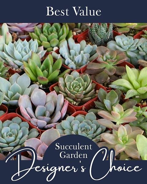 Custom Succulent Garden Designer's Choice - 50