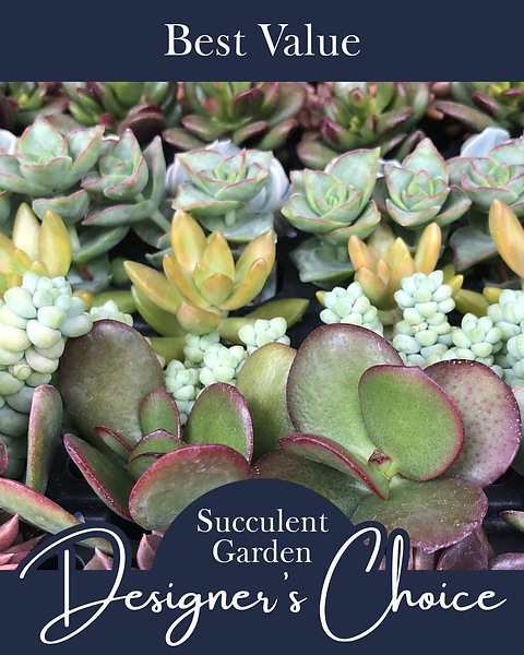 Custom Succulent Garden Designer's Choice - 75