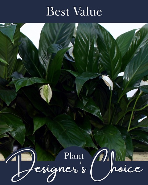 Custom Plant Gift Designer's Choice - 50
