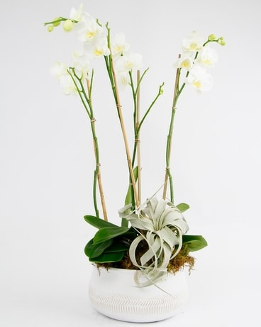 SEYCHELLES Phalaenopsis Orchid // Vogue Flower Arrangement