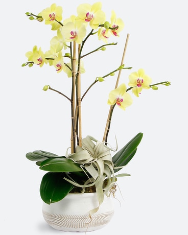 SEYCHELLES Phalaenopsis Orchid // Vogue Flower Arrangement