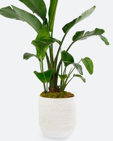 BIRD OF PARADISE // LARGE Flower Arrangement