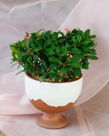 Easter 2023: Easter Crown of Thorns Euphorbia Flower Arrangement