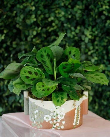 Easter 2023: Prayer Plant Flower Arrangement