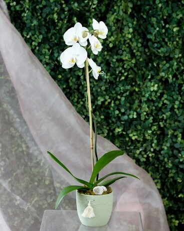 Easter 2023: Marshmallow Orchid Flower Arrangement