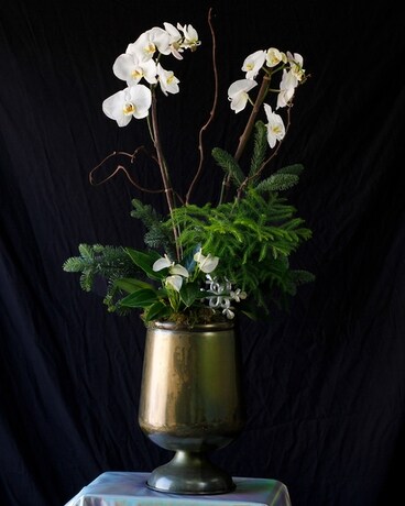 Snow Orchid & Pine in Pedestal Pot Plant