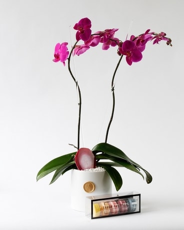 Plum Perfect | Double Phalaenopsis Orchid Set Plant