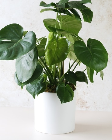 The Dallas Greenhouse & Plant Shop | Plants Delivered Today