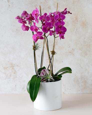 indoor planter with saucer Solid Goods main image 0