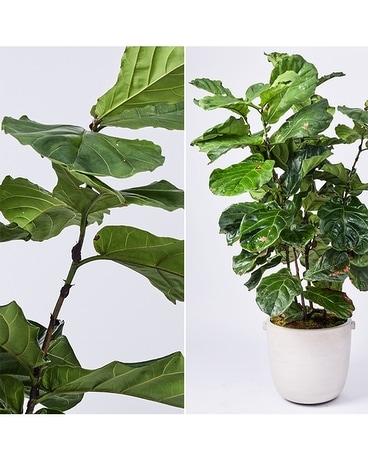 Large Interiors Fiddle Leaf Fig In Dallas Tx Dr Delphinium Large Interiors Fiddle Leaf Fig Flower Arrangement