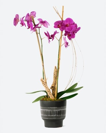 OAXACA Phalaenopsis Orchid // Double Flower Arrangement