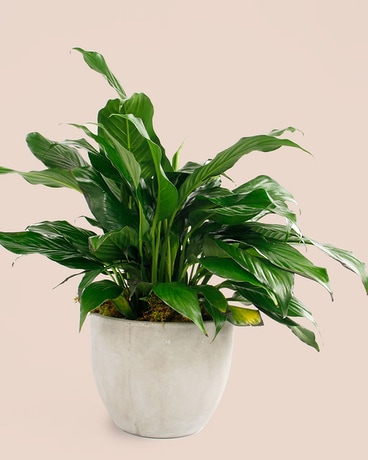 SPATHIPHYLLUM // Peace Lily // SMALL Flower Arrangement