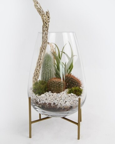 OLYMPUS // Curio Glass Cactus Terrarium Flower Arrangement
