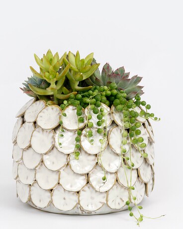 SAND DOLLAR // Cacti + Succulent Planter Flower Arrangement