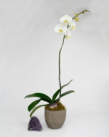 GEMMA Phalaenopsis Orchid // Single Flower Arrangement