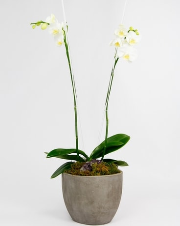 GEMMA Phalaenopsis Orchid // Double Flower Arrangement