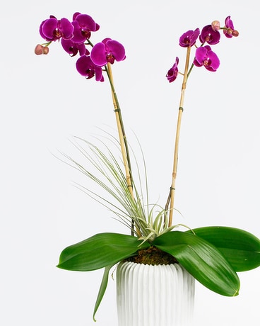 SEYCHELLES Phalaenopsis Orchid // Double Flower Arrangement