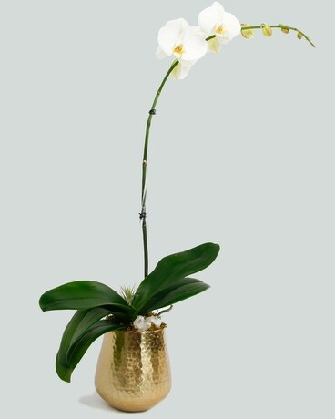 FORTUNA Phalaenopsis Orchid Flower Arrangement