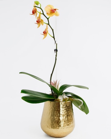 FORTUNA Phalaenopsis Orchid Flower Arrangement