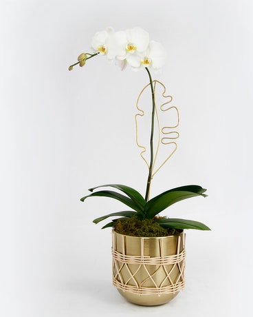 PALOMA RATTAN Phalaenopsis Orchid // Single Flower Arrangement