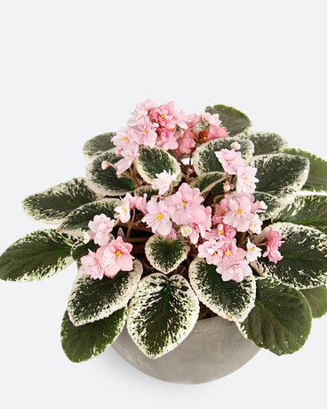 AFRICAN VIOLET // Variegated Pink Flower Arrangement