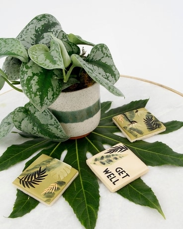 WISHING YOU WELL // Get Well Plant & Cookie Set Flower Arrangement