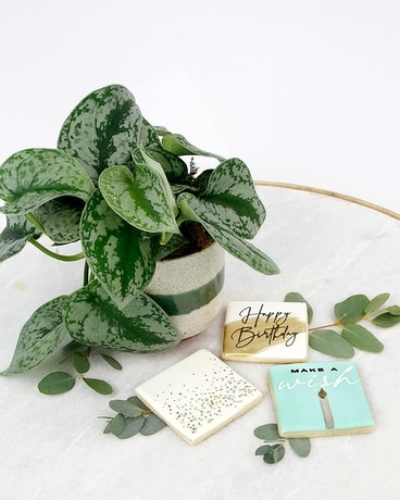 PLANT PARTY // Birthday Plant & Cookies Set Flower Arrangement