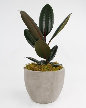 FICUS ELASTICA 'BURGUNDY' // Rubber Plant Flower Arrangement