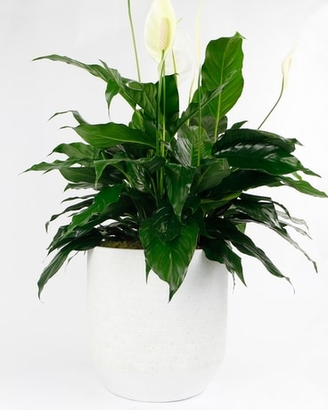 SPATHIPHYLLUM // Peace Lily // MEDIUM Flower Arrangement