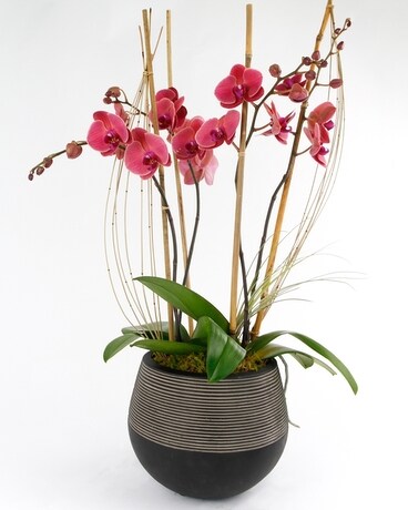 OAXACA Phalaenopsis Orchid // Vogue Flower Arrangement