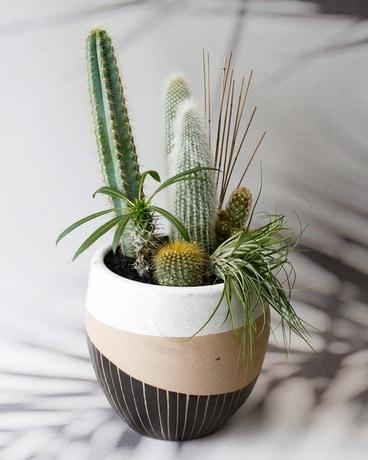 Mojave Cactus Planter Plant