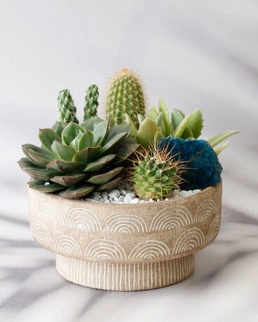 Yucca Valley Cactus Planter Plant