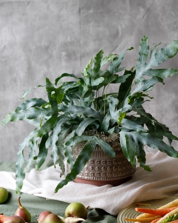 Blue Star Fern in Scandinavian Terracotta Plant