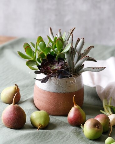 Succulent Quartet in Glazed Desert Pot Plant