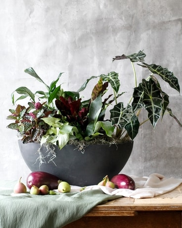 Aubergine Autumn Planter // 2023 Fall Favorites Plant