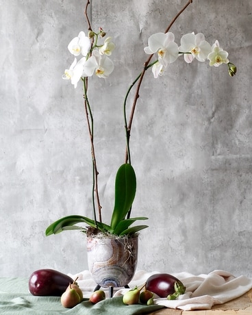Double Orchid in Footed Marble Plant
