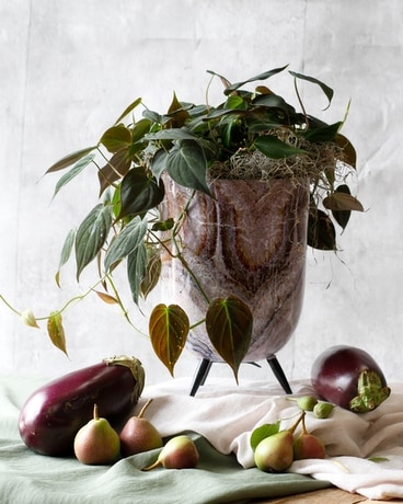 Velvet Micans Philodendron in Footed Marble Plant