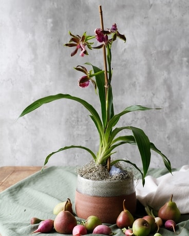 New World Zygopetalum Orchid // Fragrant & Exotic Plant
