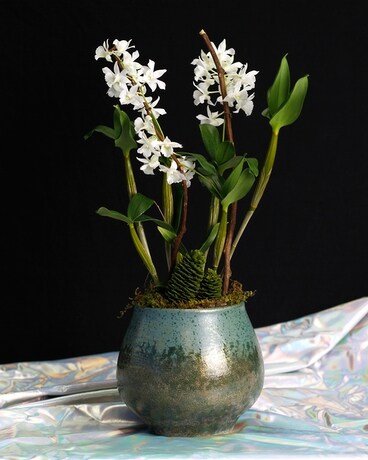 Arctic Fox Dendrobium Orchid Plant