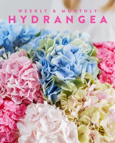 Hydrangea Dallas The Hydrangeas | Subscription in Dallas TX - Dr Delphinium Designs & Events