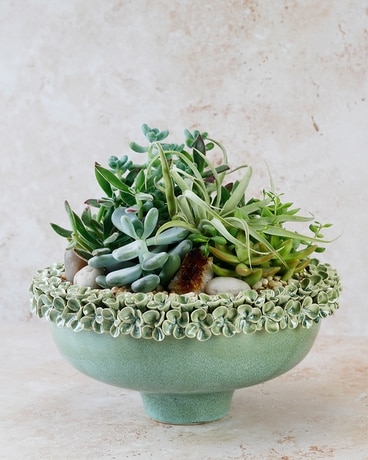 The Dallas Greenhouse & Plant Shop | Plants Delivered Today
