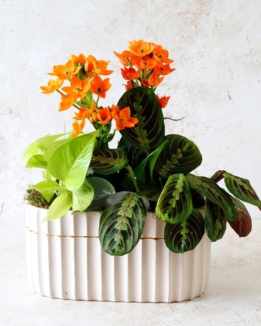 Summer Flowers | Plants Delivery Dallas TX - Dr Delphinium Designs