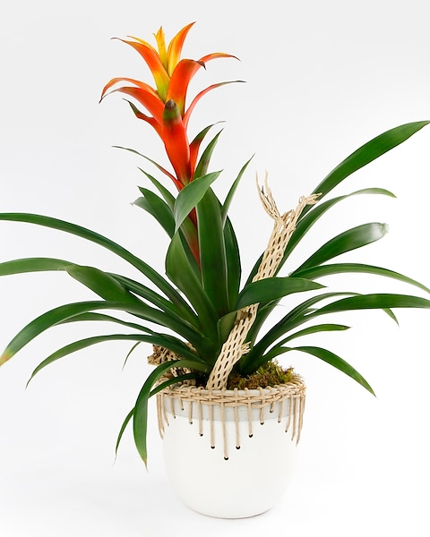 Stunning  Bromeliads Arrangement  Pot