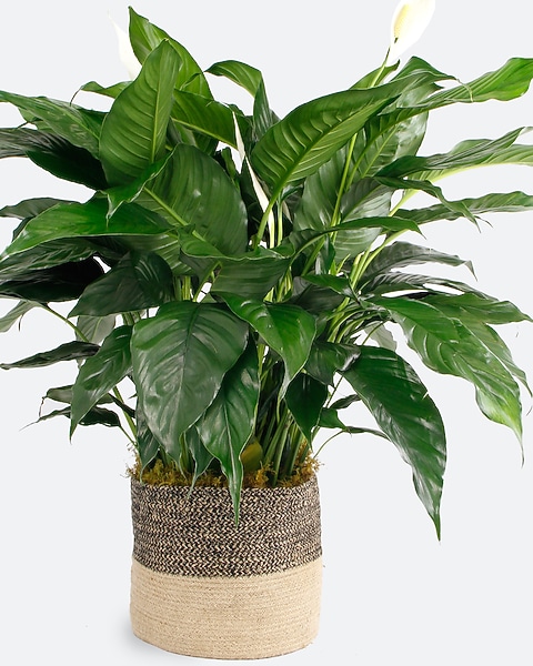 indoor plant pots self-watering Self-Watering Herb Planters | Indoor Herb Garden (3 Pack)