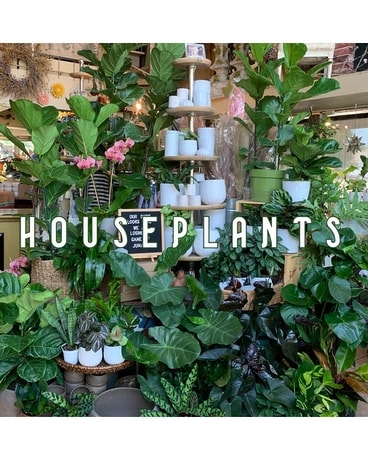 Houseplants Plant