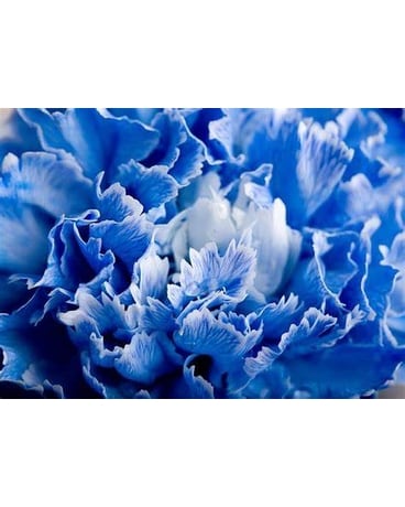 Graduation Presentation -12 Blue Carnations Flower Arrangement