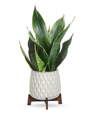 Teleflora's Growing Art Sansevieria Plant Flower Arrangement